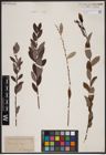 Foto von Salix aurita L. x Salix myrtilloides L.